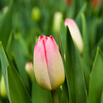 Triumph-Tulpe Supermodel