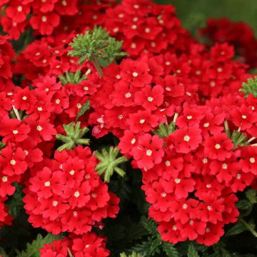Verbene Superbena Royale Red