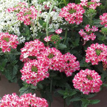 Verbene Superbena Coral Star Verbene Superbena Coral Star