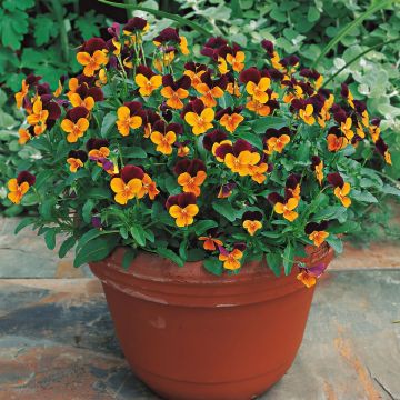 Viola cornuta Callisto F1 Orange Purple Wing - Violette cornue