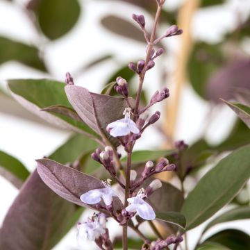 Vitex trifolia Purpurea