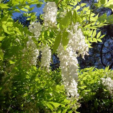 Glycine de Chine - Wisteria sinensis Alba Glycine de Chine - Wisteria sinensis Alba