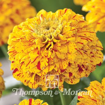 Garten-Zinnie Pop Art Golden & Red (Samen)