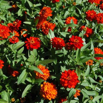 Garten-Zinnie zahara Double Fire