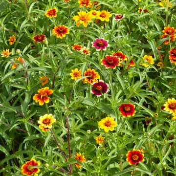 Garten-Zinnie Persian Carpet mix (Samen)