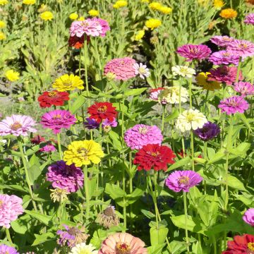 Garten-Zinnie Giant of California Mix (Samen)