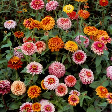 Garten-Zinnie Whirlygig Mixed (Samen)