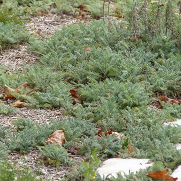 Achillée - Achillea crithmifolia Achillée - Achillea crithmifolia
