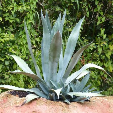 Agave americana - Amerikanische Agave