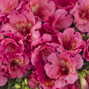 Alstroemeria Inticancha Sun Malaga - Inkalilie