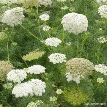 Ammi visnaga The giant - Zahnstocherkraut