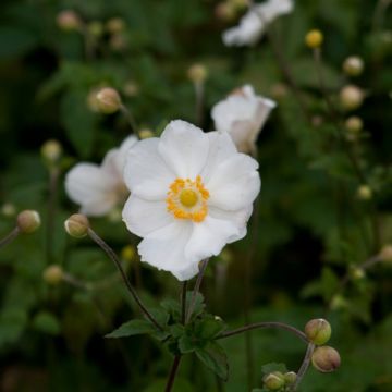 Anémone japonaise Andrea Atkinson - Anemone (x) hybrida Anémone japonaise Andrea Atkinson - Anemone (x) hybrida