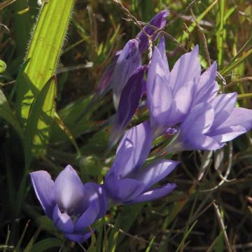 Babiana stricta Zwanenburg Glory - Paviansblume