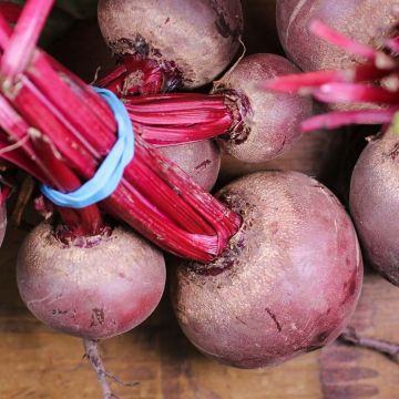 Rote Bete Nobol
