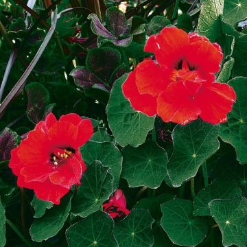Große Kapuzinerkresse Red wonder