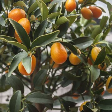 Kumquatine Kucle - Citrus Fortunella margarita x Citrus clementina Kumquatine Kucle - Citrus Fortunella margarita x Citrus clementina
