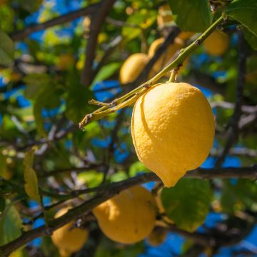 Citronnier de Syracuse - Citrus limon Femminello Siracusano Citronnier de Syracuse - Citrus limon Femminello Siracusano