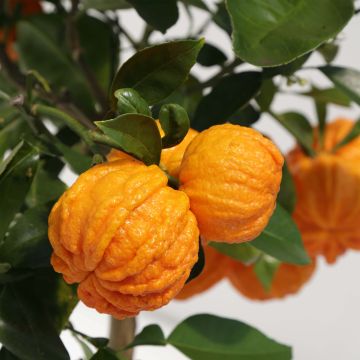 Hybride Orange Corrugata - Citrus sinensis x aurantium Hybride Orange Corrugata - Citrus sinensis x aurantium