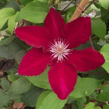 Clematite - Clematis Rebecca