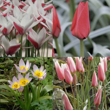Sammlung von 50 Wildtulpen
