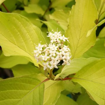 Cornus alba Aurea - Tatarischer Hartriegel