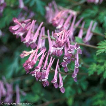 Corydalis Blackberry Wine - Lerchensporn