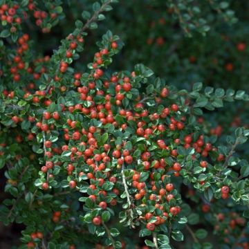 Cotoneaster horizontalis - Cotonéaster rampant Cotoneaster horizontalis - Cotonéaster rampant