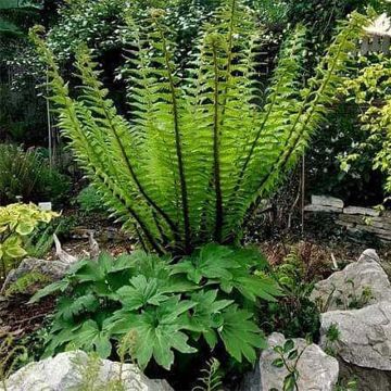 Dryopteris crassirhizoma - Wurmfarn
