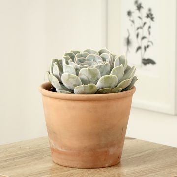 Echeveria lilacina - Echeverie