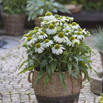 Echinacea purpurea Sun Magic Vintage White - Sonnenhut