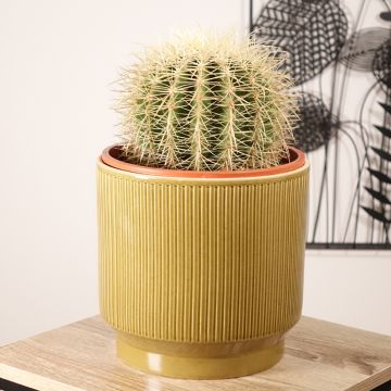 Echinocactus grusonii var. albispinus