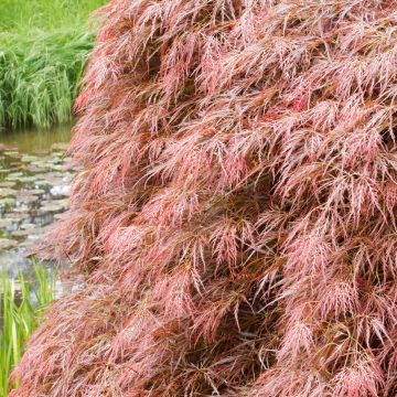 Fächerahorn Dissectum Garnet - Acer palmatum