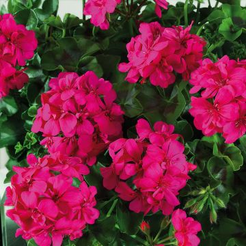 Hängegeranie Big 5 Neon Pink - Pelargonium