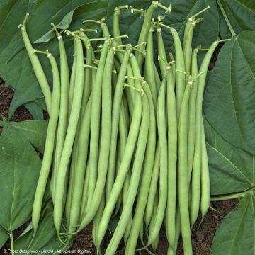 Zwergbohne Castandel Bio