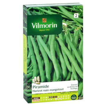 Zwergbohne Piramide - Vilmorin