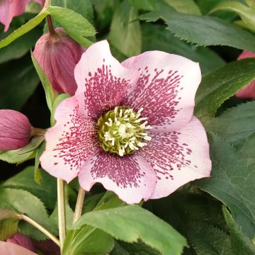 Helleborus orientalis ViV Celestina