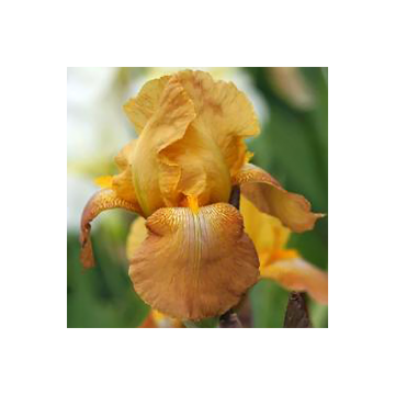 Iris Casque d'Or - Schwertlilie