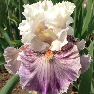 Iris Juicy Rumours - Schwertlilie