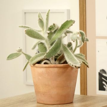 Kalanchoe tomentosa - Panda-Pflanze