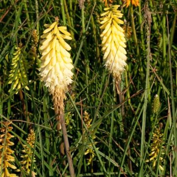 Fackellilie Pineapple Popsicle - Kniphofia