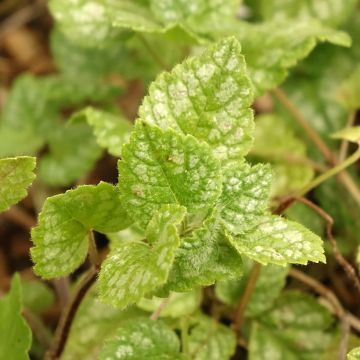 Lamium galeobdolon Kirkcudbright Dwarf - Gewöhnliche Goldnessel
