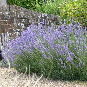 Lavande angustifolia Munstead