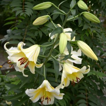 Orientalische Lilie Honeymoon - Lilium