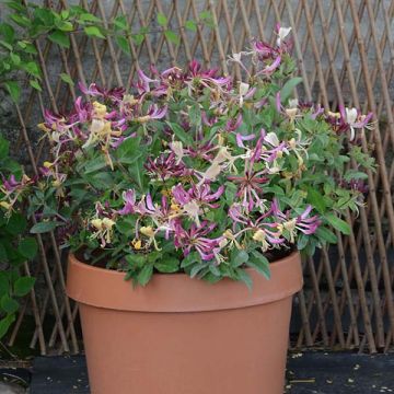 Chèvrefeuille nain - Lonicera periclymenum Chic et Choc
