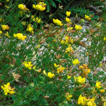 Gemeiner Hornklee - Lotus corniculatus