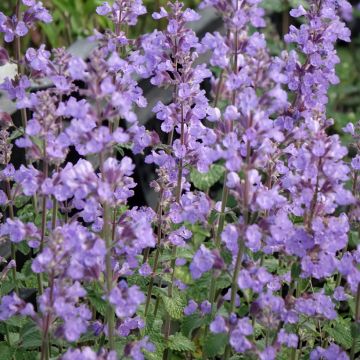 Katzenminze Cat's Pajamas - Nepeta faassenii