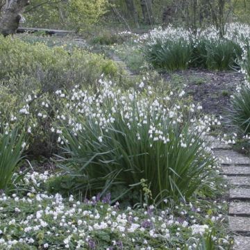 Nivéole d'été - Leucojum aestivum