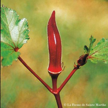 Okra Red Burgundy - Hibiscus esculentus