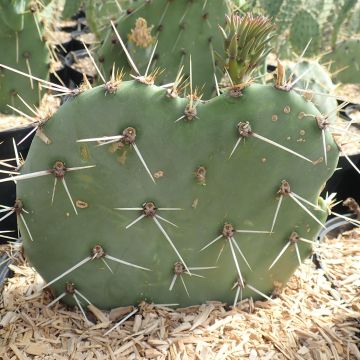 Opuntia discata - Feigenkaktus Opuntia discata - Feigenkaktus