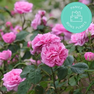 Die Rosen Anti-Verschwendungs-Körbe von Promesse de fleurs